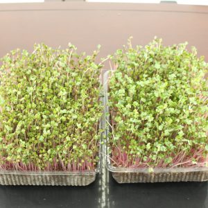 Bộ trồng rau mầm