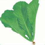 LEAF MUSTARD