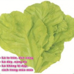 YELLOW LEAF LETTUCE PN-678