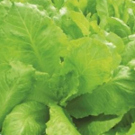 LEAF MUSTARD NO LETTUCE PN-169
