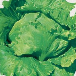 LETTUCE MINETTO NO.4