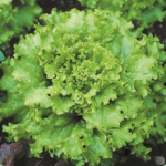 LETTUCE LOOSE TYPE NO.8