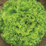 LETTUCE GRAND RAPID NO.3