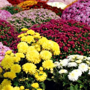 Hoa Cúc Các Loại - Chrysanthemum