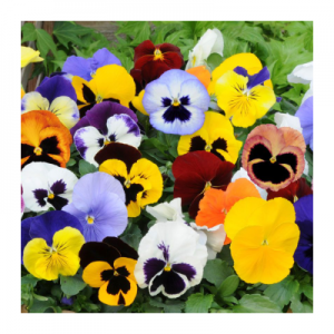 HOA VIOLA