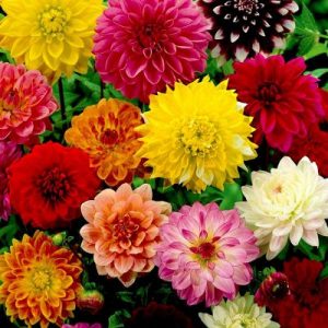 Hoa Thược Dược - Dahlia