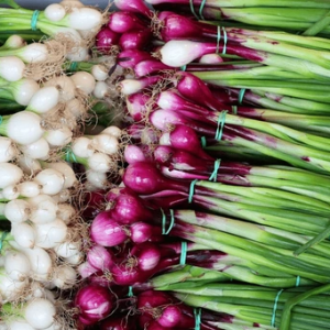 Bunching Onion