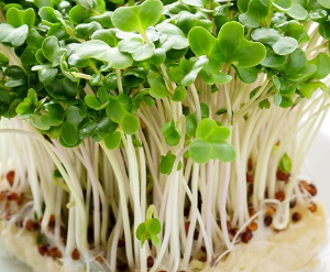 Mầm Bông Cải Xanh