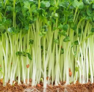Cải mầm