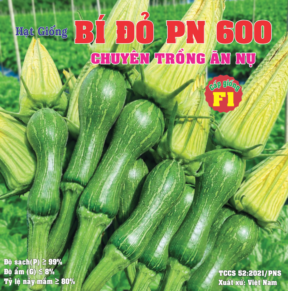 BÍ ĐỎ PN 600 (TRỒNG ĂN NỤ) 9.5x12cm - Copy